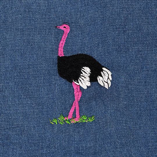 image for Ostrich