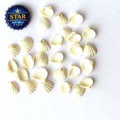 Photo for Scallop Shells