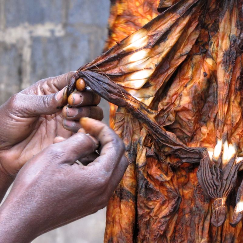 Musa unpicking kola nut and indigo fabric